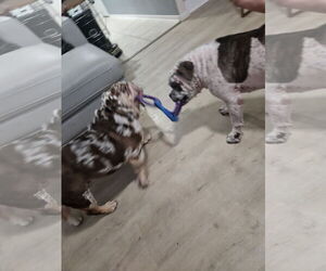 Dotty - Female Bulldog-Unknown Mix Dog for Adoption - Photo #8
