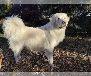 Maggie - Female Great Pyrenees Dog for Adoption - Photo #7