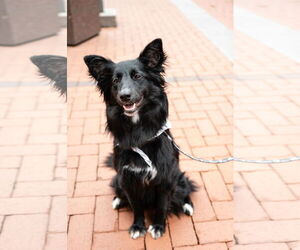 Collie-Unknown Mix Dogs for adoption in St. Louis Park, MN, USA