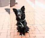 Small Collie Mix