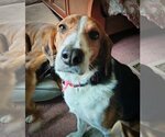 Small Photo #6 Beagle-Border Collie Mix Puppy For Sale in Valrico, FL, USA