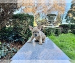 Small Photo #112 French Bulldog Puppy For Sale in HAYWARD, CA, USA