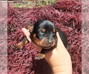 Rottweiler Puppy for sale in VANCOUVER, WA, USA