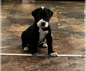 Great Dane Puppy for Sale in NEW KENSINGTON, Pennsylvania USA