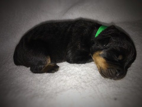 Medium Photo #1 Rottweiler Puppy For Sale in LIBERTY, MO, USA