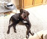 Small German Shorthaired Pointer