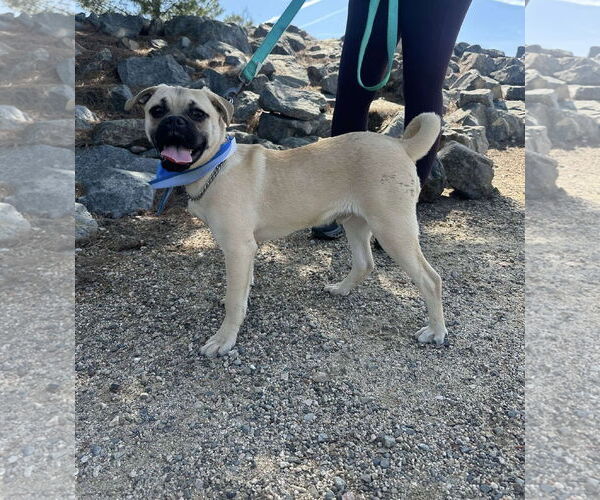 Medium Photo #2 Pug-Unknown Mix Puppy For Sale in San Diego, CA, USA