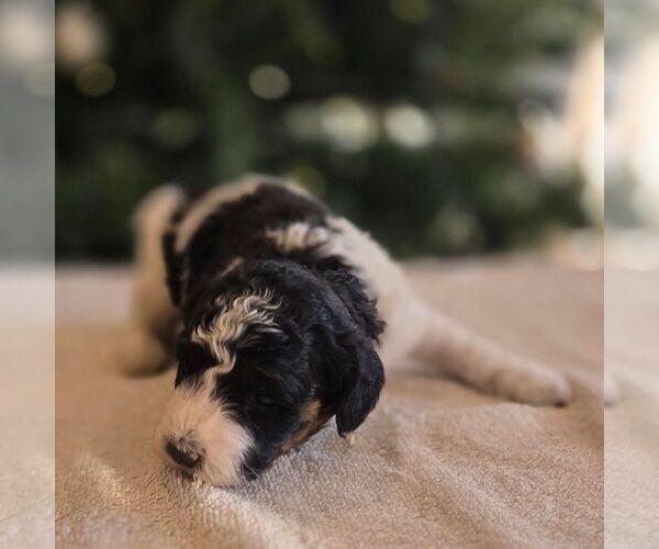 Medium Photo #3 Bernedoodle (Miniature) Puppy For Sale in NEW HOLLAND, PA, USA