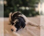 Small #2 Bernedoodle (Miniature)