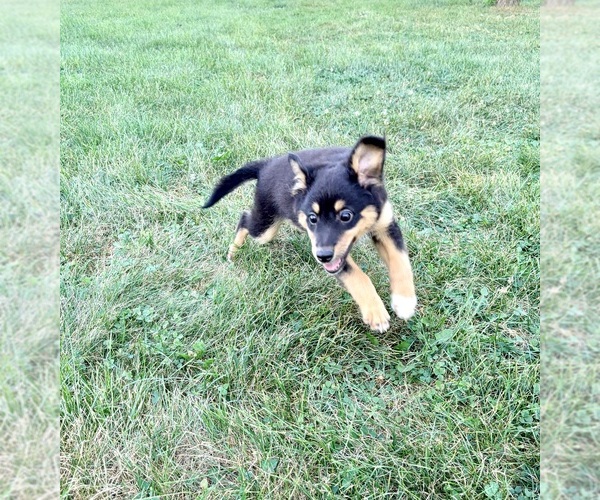 Medium Photo #2 Rat-Cha Puppy For Sale in INDIANAPOLIS, IN, USA