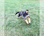 Alex - Male Rat-Cha Puppy for Sale - Photo #2