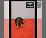 Sawyer - Male Yorkipoo Puppy for Sale - Photo #3