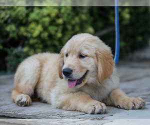 Golden Retriever Puppy for sale in LIBERTY, KY, USA