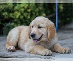 Image preview for Ad Listing. Nickname: Atlee