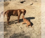 Small Photo #107 Rhodesian Ridgeback Puppy For Sale in MORONGO VALLEY, CA, USA
