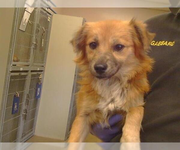 Medium Photo #1 Cavalier King Charles Spaniel Puppy For Sale in Sacramento, CA, USA