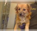A929465 - Male Cavalier King Charles Spaniel Dog for Adoption - Small photo