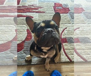 French Bulldog Puppy for sale in WICHITA, KS, USA