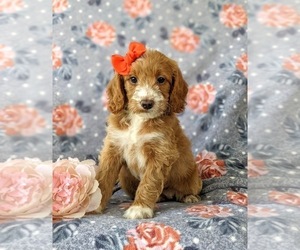 Goldendoodle (Miniature) Puppy for sale in GLEN ROCK, PA, USA