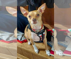 GYPSY - Female Chihuahua-Unknown Mix Dog for Adoption - Photo #7