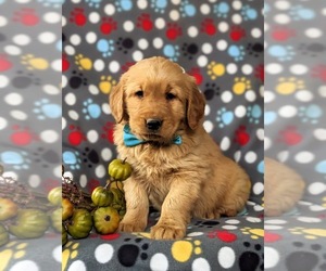 Golden Retriever Puppy for sale in OXFORD, PA, USA