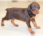 Small Photo #2 Doberman Pinscher Puppy For Sale in KEMPNER, TX, USA