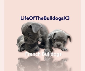 French Bulldog Puppy for sale in MESQUITE, TX, USA