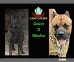 Small Photo #1 Cane Corso Puppy For Sale in DANVILLE, IL, USA