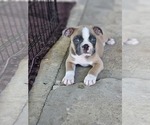 Puppy Brutus Faux Frenchbo Bulldog