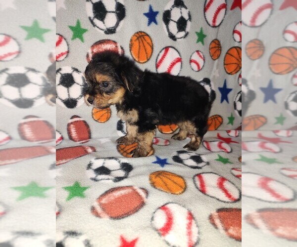 Medium Photo #4 Morkie Puppy For Sale in LAPEER, MI, USA