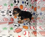 Small Photo #16 Morkie Puppy For Sale in LAPEER, MI, USA