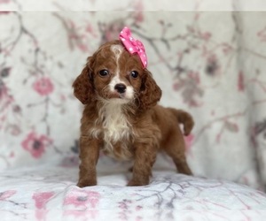 Cavapoo-Cockapoo Mix Puppy for sale in LAKELAND, FL, USA