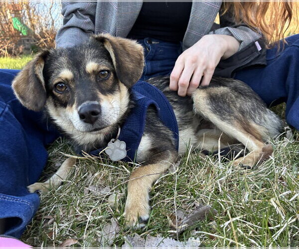 Medium Photo #2 Mutt Puppy For Sale in Crystal, MN, USA
