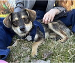 Small #1 Mutt