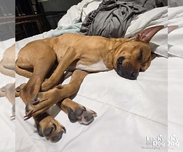 Medium Photo #3 Retriever -Unknown Mix Puppy For Sale in Washington, DC, USA