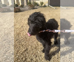Small Photo #6 Goldendoodle Puppy For Sale in MELISSA, TX, USA