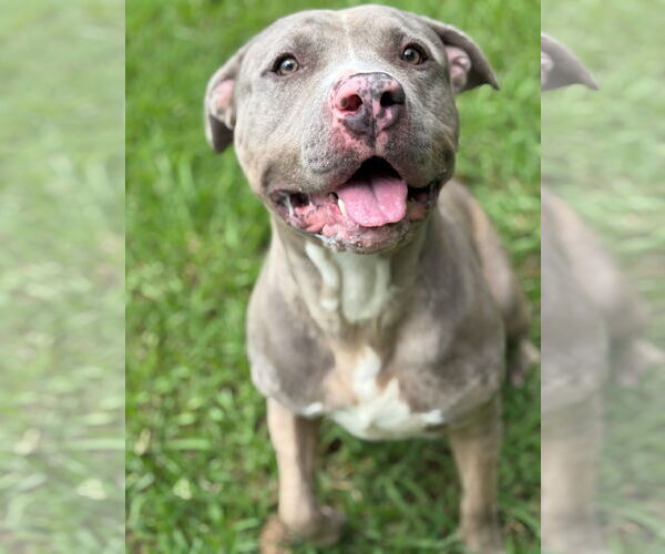 Medium Photo #5 American Pit Bull Terrier Puppy For Sale in Virginia Beach, VA, USA