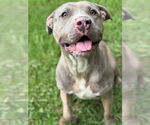 Small #4 American Pit Bull Terrier