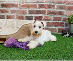 Small #3 Schnauzer (Miniature)