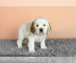 Small Photo #7 Cocker Spaniel Puppy For Sale in NAPPANEE, IN, USA