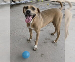 Mutt Dogs for adoption in Bakersfield, CA, USA