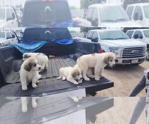 Great Pyrenees Puppy for sale in HUTCHINSON, KS, USA