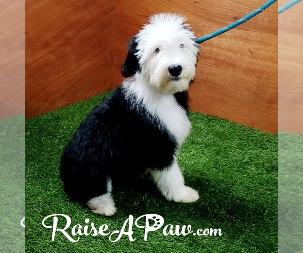 Medium Photo #2 Sheepadoodle Puppy For Sale in OVERGAARD, AZ, USA