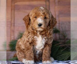Goldendoodle (Miniature) Puppy for sale in LITITZ, PA, USA