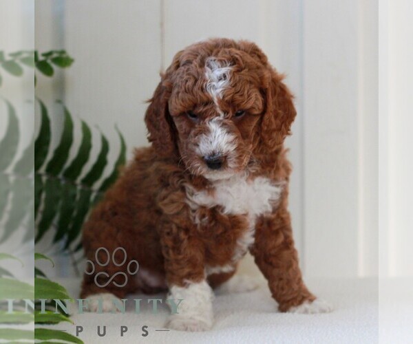 Medium Photo #4 Goldendoodle (Miniature) Puppy For Sale in LANCASTER, PA, USA