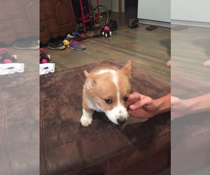 Pembroke Welsh Corgi Puppy for sale in AVA, MO, USA