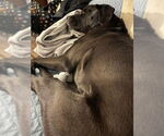Small #19 Boxer-Brittany Mix