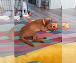 Small #5 Labrador Retriever Mix