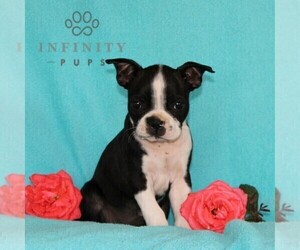 Boston Terrier Puppy for sale in NOTTINGHAM, PA, USA