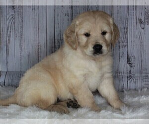 English Cream Golden Retriever-Goldendoodle Mix Puppy for sale in FREDERICKSBURG, OH, USA